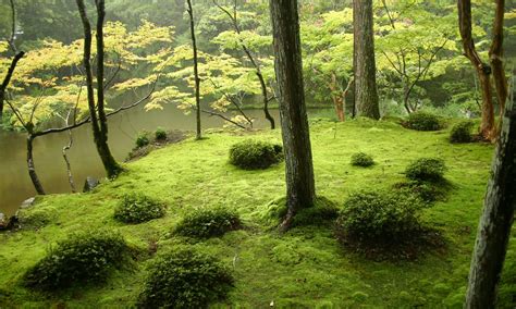 青苔 苔蘚|為何日本文化對「青苔」情有獨鍾？展現「侘寂精神」。